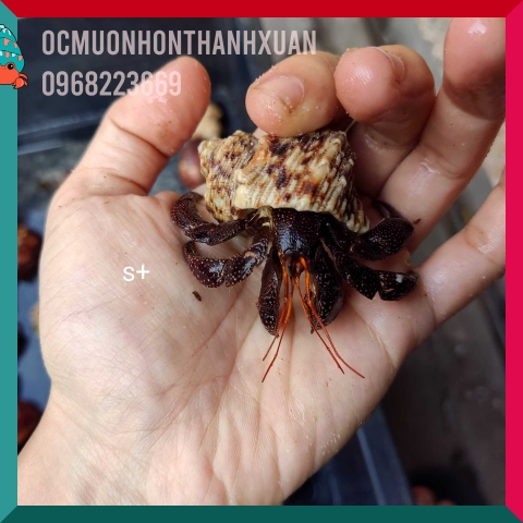 Ốc mượn hồn PERLATUS