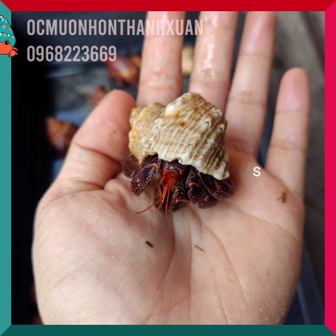 Ốc mượn hồn PERLATUS