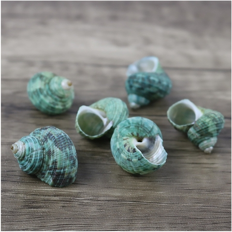 1kg vỏ ốc lẫn lộn từ cỡ siêu baby tới cỡ L