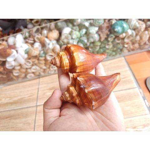 1kg vỏ ốc lẫn lộn từ cỡ siêu baby tới cỡ L