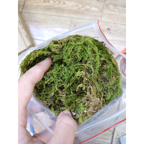1kg Rêu rừng khô giá sỉ xanh mướt giữ ẩm cho cây, ếch, ốc, nhện,...