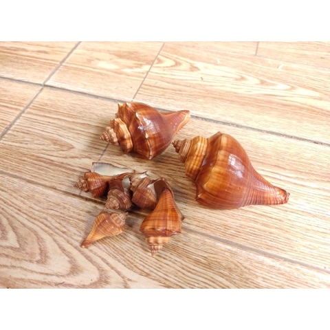 1kg vỏ ốc lẫn lộn từ cỡ siêu baby tới cỡ L