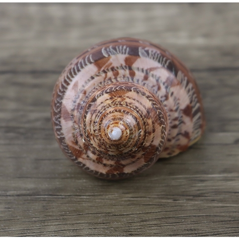 Vỏ ốc xà cừ đỏ size S M L họa tiết ngẫu nhiên