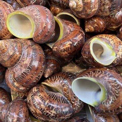 Sỉ 1kg vỏ ốc xà cừ đỏ hoạ tiết và kích thước ngẫu nhiên