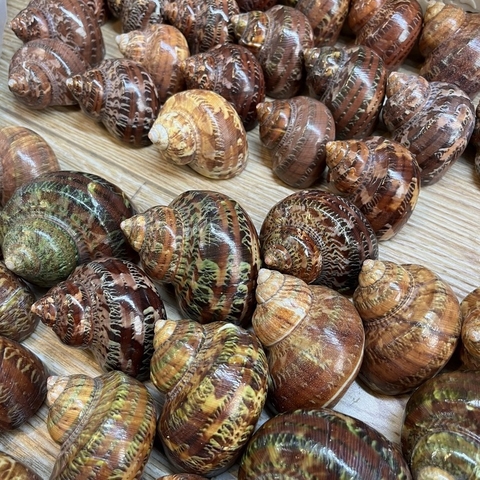 Sỉ 1kg vỏ ốc xà cừ đỏ hoạ tiết và kích thước ngẫu nhiên