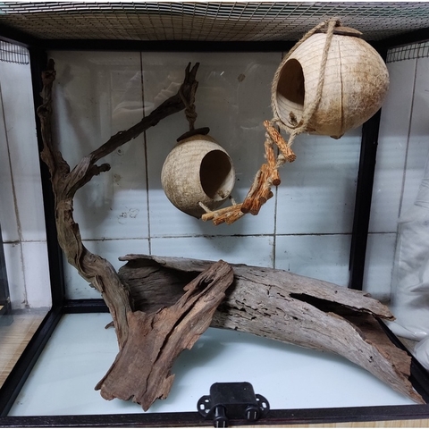 Hang trú gáo dừa thang 10 thanh gỗ