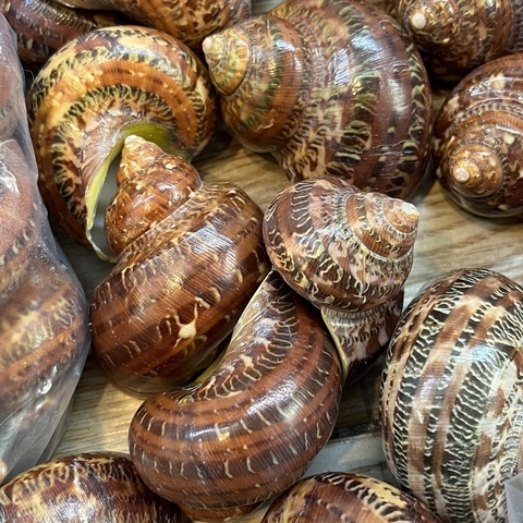 Sỉ 1kg vỏ ốc xà cừ đỏ hoạ tiết và kích thước ngẫu nhiên