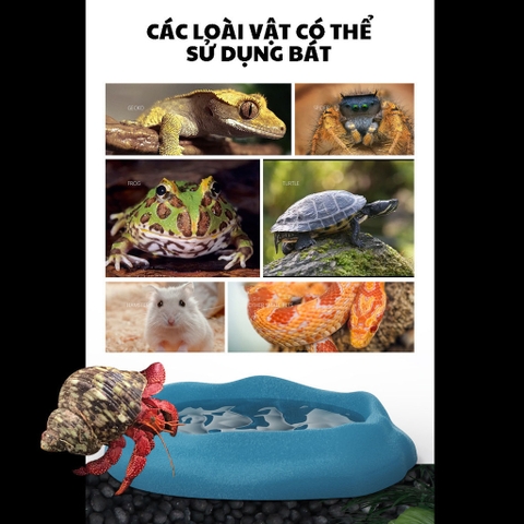 COMBO 2 Bát ăn chén nước màu xanh có thể kết hợp 2 cái làm bát ăn chống kiến