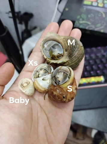 Ốc mượn hồn RUGO xinh xắn