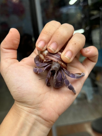 Ốc Mượn Hồn Violasen