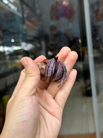 Ốc Mượn Hồn Violasen