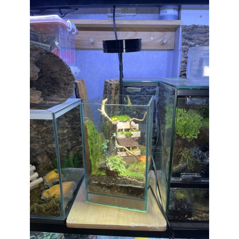 Đèn đế gỗ 5w trang trí bể cây hoặc bể thú cưng