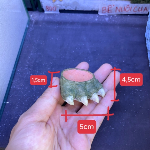 Bát ăn mini 4cm cho cua ma cà rồng, ốc nhỏ, và một số loài mini