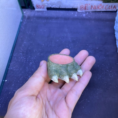 Bát ăn mini 4cm cho cua ma cà rồng, ốc nhỏ, và một số loài mini