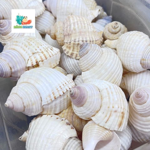 Vỏ ốc nhung trắng cỡ M L dành cho ốc mượn hồn