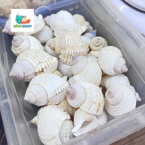 Vỏ ốc nhung trắng cỡ M L dành cho ốc mượn hồn