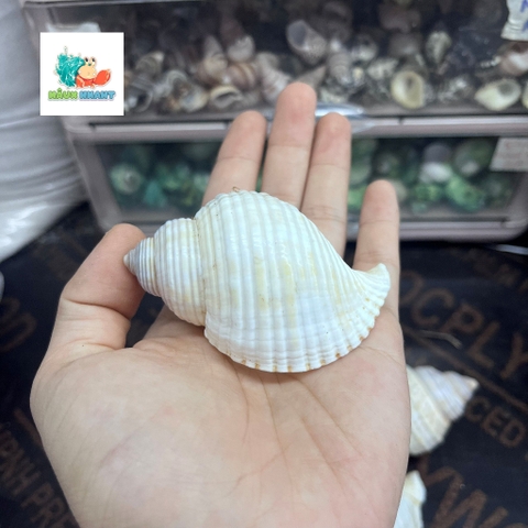 Vỏ ốc nhung trắng nhỏ