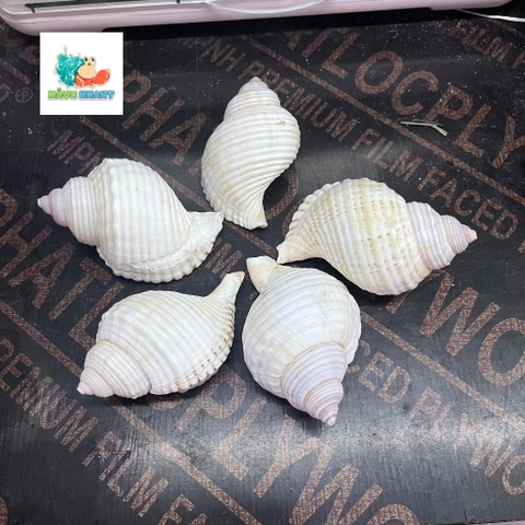 Vỏ ốc nhung trắng cỡ M L dành cho ốc mượn hồn