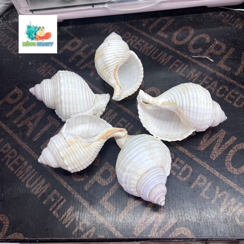 Vỏ ốc nhung trắng nhỏ
