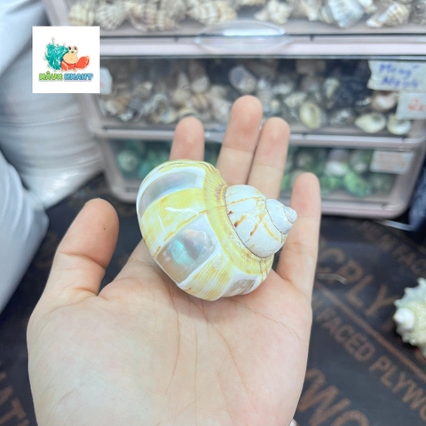 Vỏ ốc xà cừ vàng mài vuông size M, M+