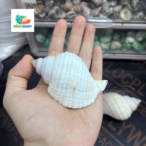 Vỏ ốc nhung trắng cỡ M L dành cho ốc mượn hồn