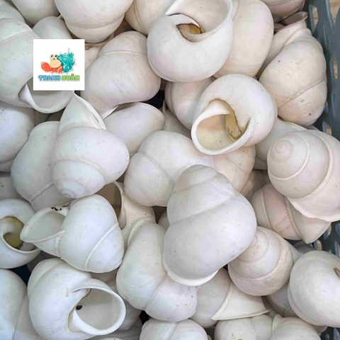 Vỏ ốc hoa trắng cỡ xs-s