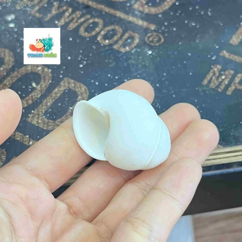 Vỏ ốc hoa trắng cỡ xs-s