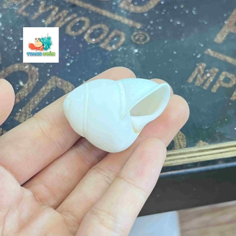 Vỏ ốc hoa trắng cỡ xs-s