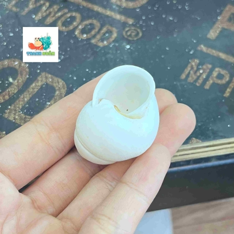 Vỏ ốc hoa trắng cỡ xs-s