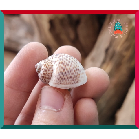 Vỏ ốc bông cỡ siêu baby và baby nhà cho ốc mượn hồn họa tiết ngẫu nhiên