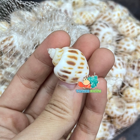 Vỏ ốc hương cỡ baby họa tiết ngẫu nhiên