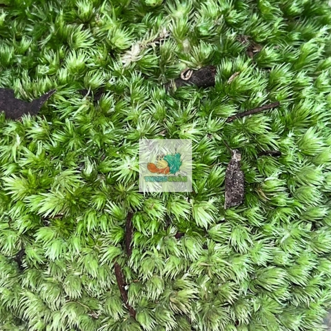 Rêu đầu xanh lót nền cho ốc mượn hồn lột cạn , bể terramium, isopod, cua vampire,...