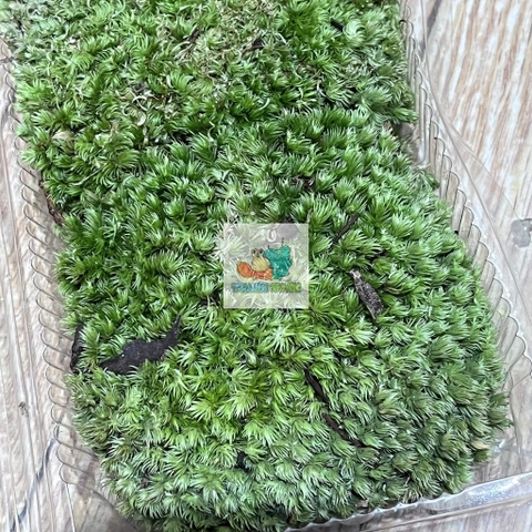 Rêu đầu xanh lót nền cho ốc mượn hồn lột cạn , bể terramium, isopod, cua vampire,...