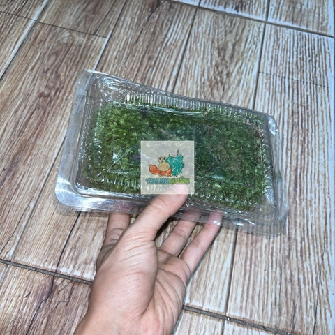 Rêu đầu xanh lót nền cho ốc mượn hồn lột cạn , bể terramium, isopod, cua vampire,...