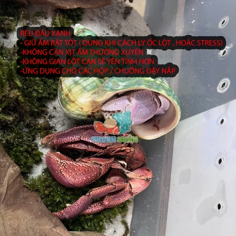 Rêu đầu xanh lót nền cho ốc mượn hồn lột cạn , bể terramium, isopod, cua vampire,...