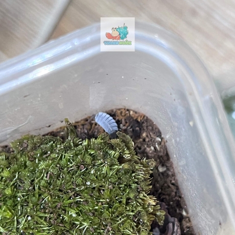 Rêu đầu xanh lót nền cho ốc mượn hồn lột cạn , bể terramium, isopod, cua vampire,...