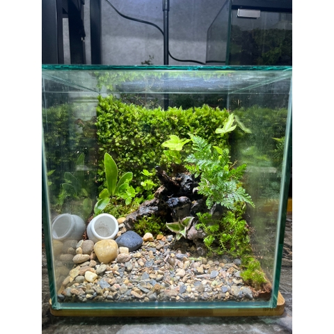 Rêu đầu xanh lót nền cho ốc mượn hồn lột cạn , bể terramium, isopod, cua vampire,...