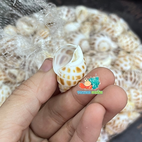 Vỏ ốc hương cỡ baby họa tiết ngẫu nhiên