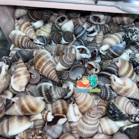 Vỏ ốc hương xanh cỡ siêu baby trang trí chụp ảnh