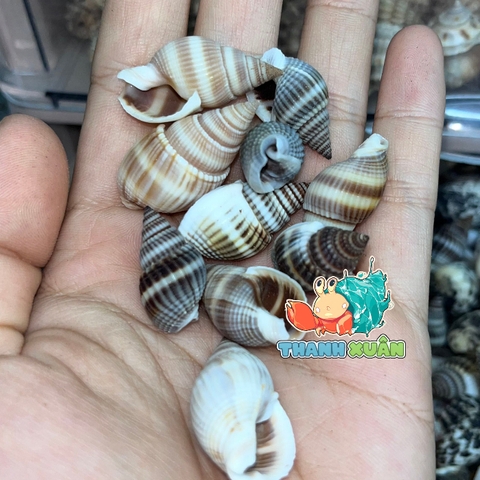 Vỏ ốc hương xanh cỡ siêu baby trang trí chụp ảnh