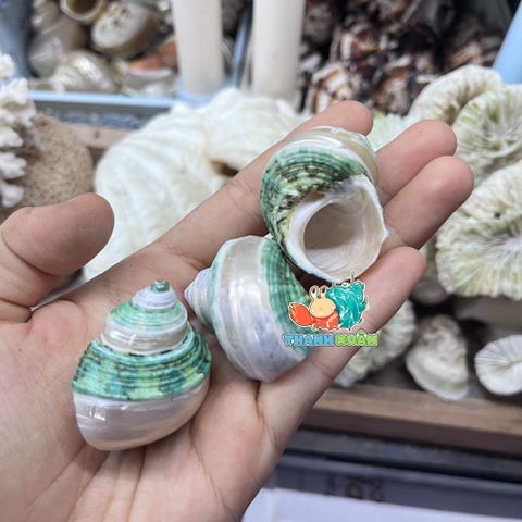 Vỏ ốc mặt trăng xanh mài lốc xoáy xà cừ cỡ xs xs+