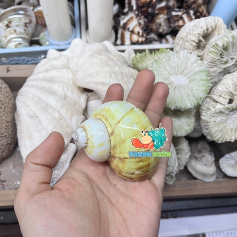Vỏ ốc xà cừ vàng cỡ M L cho ốc mượn hồn