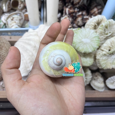 Vỏ ốc xà cừ vàng cỡ M L cho ốc mượn hồn