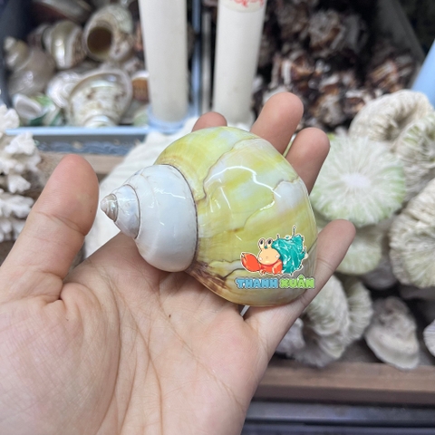 Vỏ ốc xà cừ vàng cỡ M L cho ốc mượn hồn