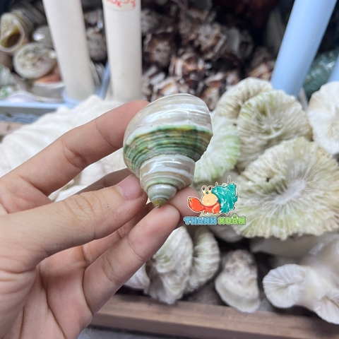 Vỏ ốc mặt trăng xanh mài lốc xoáy xà cừ cỡ xs xs+