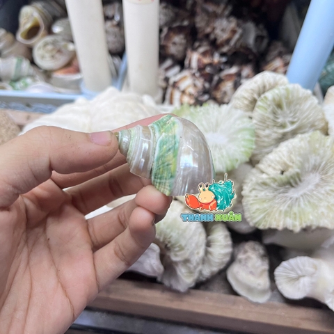 Vỏ ốc mặt trăng xanh mài lốc xoáy xà cừ cỡ xs xs+