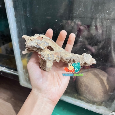 Lũa gỗ san đá nhỏ kích thước 15-20cm giao ngẫu nhiên