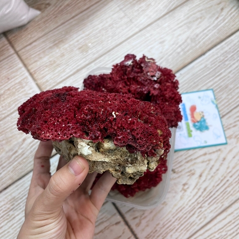 San hô đỏ màu tự nhiên là thức ăn và trang trí cho chuồng nuôi