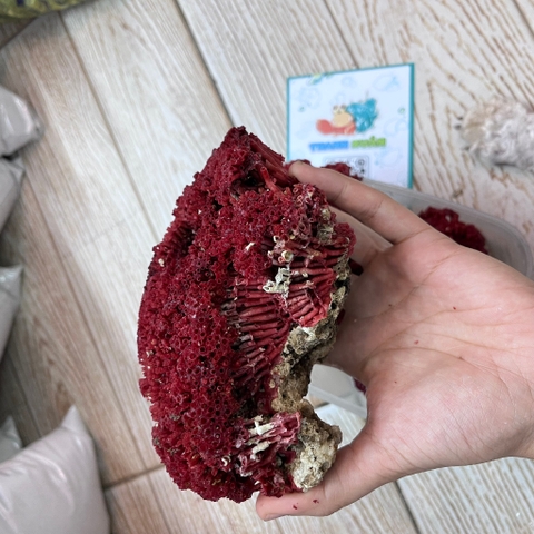 San hô đỏ màu tự nhiên là thức ăn và trang trí cho chuồng nuôi