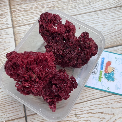 San hô đỏ màu tự nhiên là thức ăn và trang trí cho chuồng nuôi